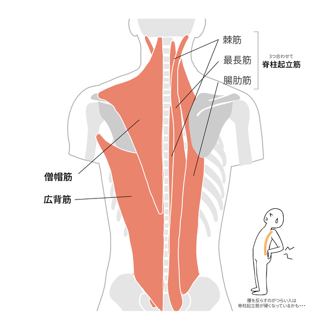 首・肩周りの筋肉