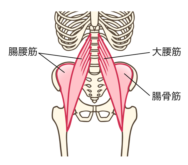 腸腰筋の図